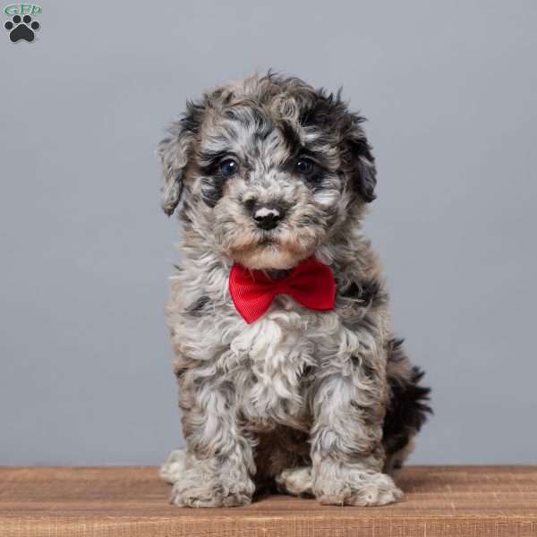 Ruger, Miniature Poodle Puppy